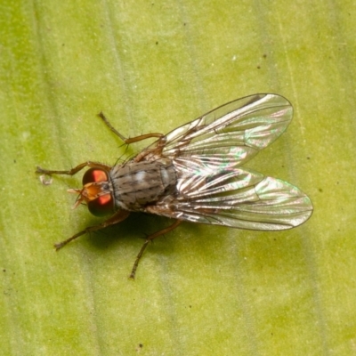 Pygophora sp. (genus) (A muscid fly) at Acton, ACT - 29 May 2020 by rawshorty