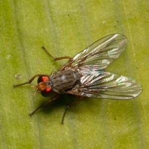 Pygophora sp. (genus) at Acton, ACT - 29 May 2020