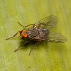 Pygophora sp. (genus) at Acton, ACT - 29 May 2020