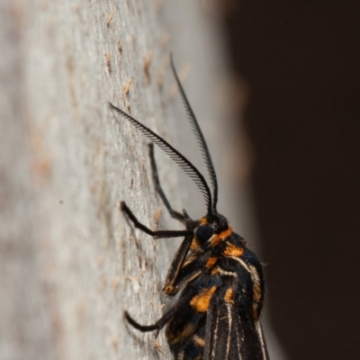 Nyctemera amicus (Senecio Moth, Magpie Moth, Cineraria Moth) at ANBG - 29 May 2020 by rawshorty