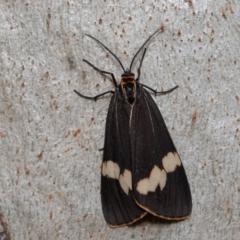 Nyctemera amicus at Acton, ACT - 29 May 2020