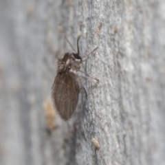 Psychodidae sp. (family) (Moth Fly, Drain Fly) at ANBG - 29 May 2020 by rawshorty