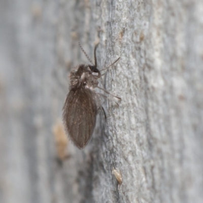Psychodidae sp. (family) (Moth Fly, Drain Fly) at ANBG - 29 May 2020 by rawshorty