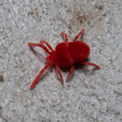 Trombidiidae (family) (Red velvet mite) at ANBG - 29 May 2020 by rawshorty