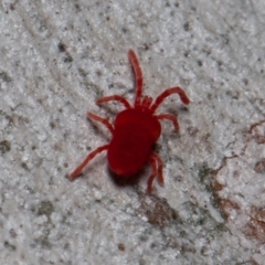 Trombidiidae (family) at Acton, ACT - 29 May 2020