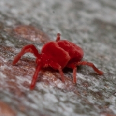 Trombidiidae (family) at Acton, ACT - 29 May 2020