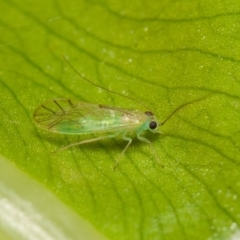 Chrysopidae (family) at Acton, ACT - 29 May 2020 by rawshorty