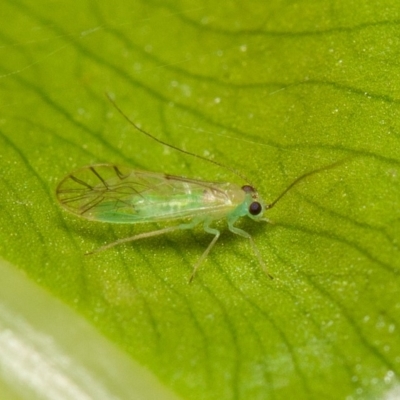 Chrysopidae (family) at Acton, ACT - 29 May 2020 by rawshorty