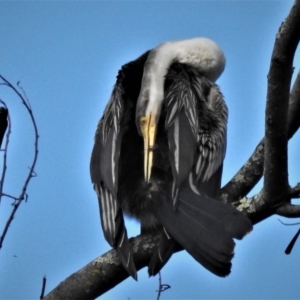 Anhinga novaehollandiae at Acton, ACT - 29 May 2020