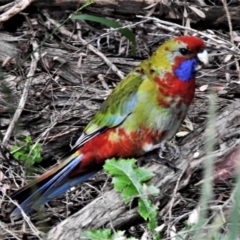 Platycercus elegans (Crimson Rosella) at ANBG - 29 May 2020 by JohnBundock