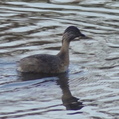 Poliocephalus poliocephalus (Hoary-headed Grebe) at Bega, NSW - 30 May 2020 by MatthewHiggins