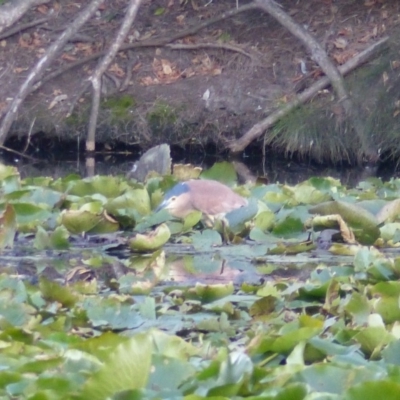 Nycticorax caledonicus (Nankeen Night-Heron) at Bega, NSW - 30 May 2020 by MatthewHiggins