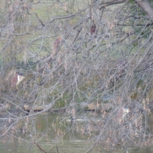 Nycticorax caledonicus at Bega, NSW - 30 May 2020 05:40 PM