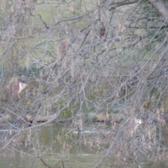 Nycticorax caledonicus at Bega, NSW - 30 May 2020