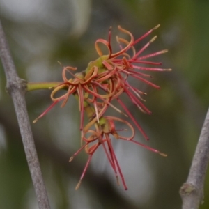 Amyema miquelii at Wamboin, NSW - 20 Apr 2020