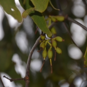 Amyema miquelii at Wamboin, NSW - 20 Apr 2020