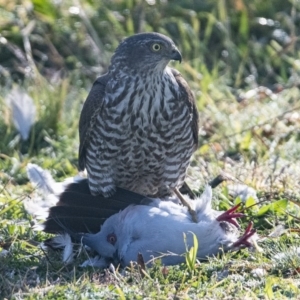 Accipiter cirrocephalus at Googong, NSW - 29 May 2020