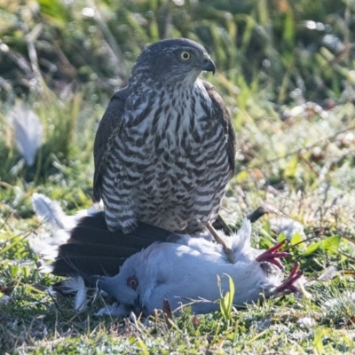 Tachyspiza cirrocephala (Collared Sparrowhawk) at Googong, NSW - 29 May 2020 by WHall