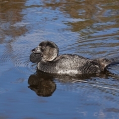 Biziura lobata (Musk Duck) at Tidbinbilla Nature Reserve - 30 May 2020 by JackyF