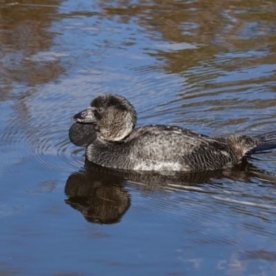 Biziura lobata (Musk Duck) at Paddys River, ACT - 30 May 2020 by JackyF