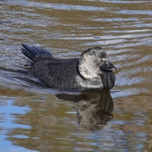 Biziura lobata at Paddys River, ACT - 30 May 2020