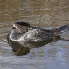 Biziura lobata at Paddys River, ACT - 30 May 2020