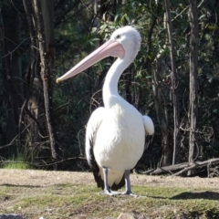 Pelecanus conspicillatus (Australian Pelican) at Paddys River, ACT - 30 May 2020 by JackyF