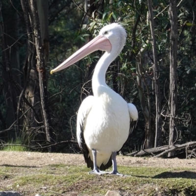 Pelecanus conspicillatus (Australian Pelican) at Tidbinbilla Nature Reserve - 30 May 2020 by JackyF