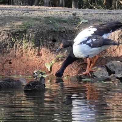 Anseranas semipalmata (Magpie Goose) at Paddys River, ACT - 30 May 2020 by JackyF