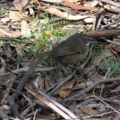 Sericornis frontalis (White-browed Scrubwren) at Tidbinbilla Nature Reserve - 30 May 2020 by JackyF