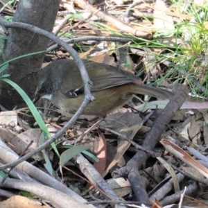 Sericornis frontalis at Paddys River, ACT - 30 May 2020