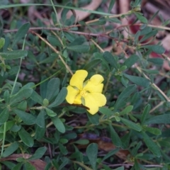 Hibbertia obtusifolia (Grey Guinea-flower) at Tidbinbilla Nature Reserve - 30 May 2020 by JackyF