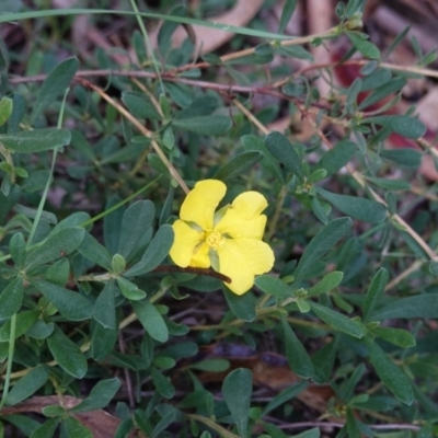 Hibbertia obtusifolia (Grey Guinea-flower) at Paddys River, ACT - 30 May 2020 by JackyF