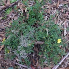 Hibbertia obtusifolia at Paddys River, ACT - 30 May 2020