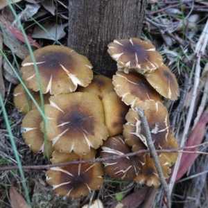 Armillaria luteobubalina at Paddys River, ACT - 30 May 2020