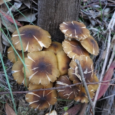 Armillaria luteobubalina (Australian Honey Fungus) at Tidbinbilla Nature Reserve - 30 May 2020 by JackyF