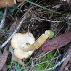 Armillaria luteobubalina at Paddys River, ACT - 30 May 2020