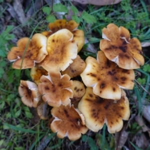 Armillaria sp. at Paddys River, ACT - 30 May 2020