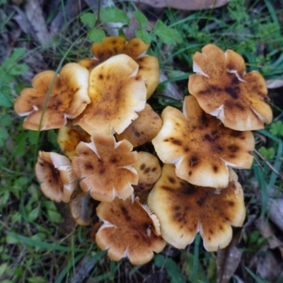 Armillaria sp. (A honey fungus) at Paddys River, ACT - 30 May 2020 by JackyF