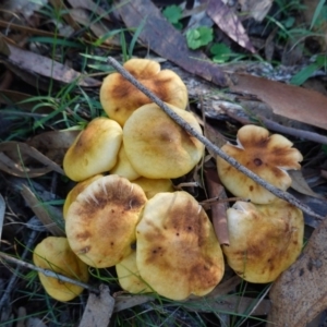 Armillaria sp. at Paddys River, ACT - 30 May 2020 02:28 PM