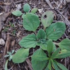 Cymbonotus sp. (preissianus or lawsonianus) (Bears Ears) at Hughes, ACT - 30 May 2020 by JackyF