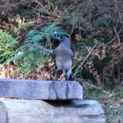 Strepera versicolor (Grey Currawong) at Ben Boyd National Park - 30 May 2020 by RossMannell