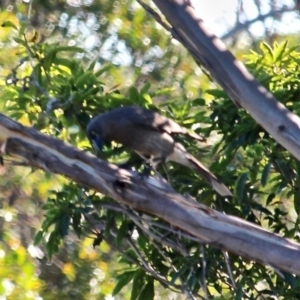 Strepera versicolor at Eden, NSW - 30 May 2020