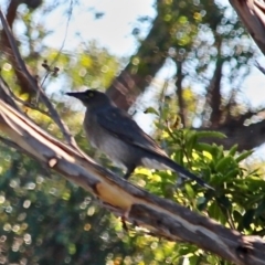 Strepera versicolor at Eden, NSW - 30 May 2020 12:59 PM