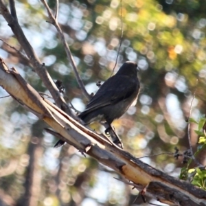 Strepera versicolor at Eden, NSW - 30 May 2020