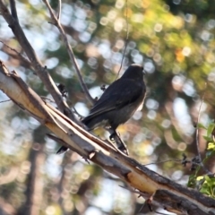 Strepera versicolor at Eden, NSW - 30 May 2020