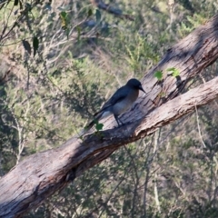 Strepera versicolor at Eden, NSW - 30 May 2020