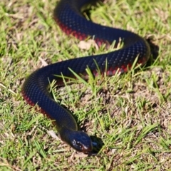 Pseudechis porphyriacus (Red-bellied Black Snake) at Eden, NSW - 30 May 2020 by RossMannell