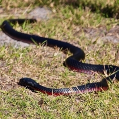 Pseudechis porphyriacus at Eden, NSW - 30 May 2020