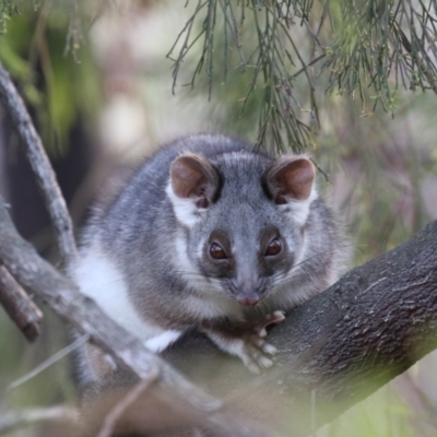 Pseudocheirus peregrinus (Common Ringtail Possum) at Acton, ACT - 29 May 2020 by Lindell
